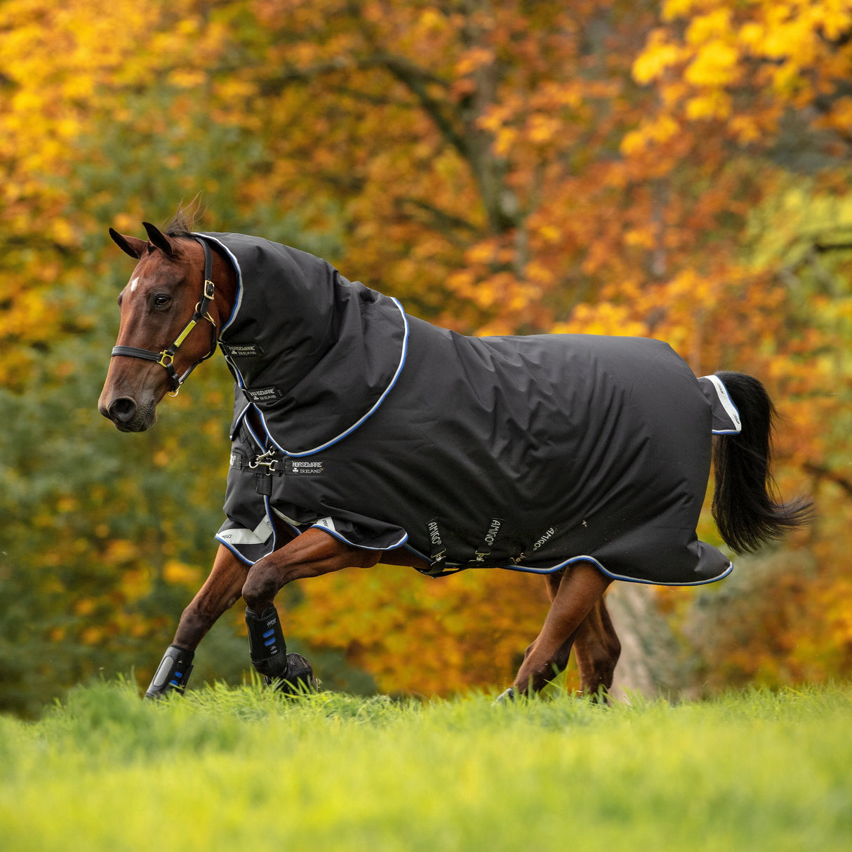 Horseware Ireland Amigo Bravo 12 Plus 250g Medium Turnout Rug #colour_black-strong-blue-black