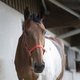 Norton Double Thickness Nylon Headcollar With Buckles #colour_red