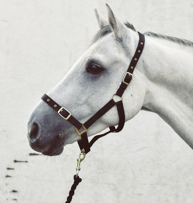 Mackey Economy Webbing Headcollar #colour_black