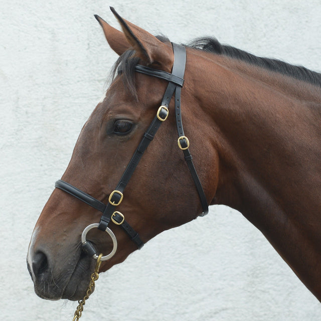 Mackey Classic In-Hand Bridle #colour_black